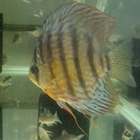 Maschio Discus