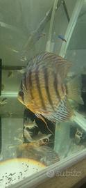 Maschio Discus