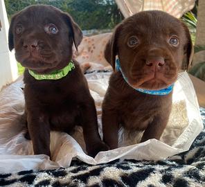 Cuccioli di Labrador color cioccolato