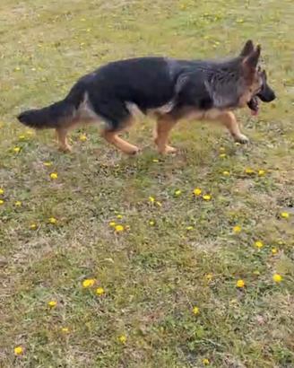 Cucciolone pastore tedesco