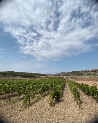 Terreno agricolo con impianto