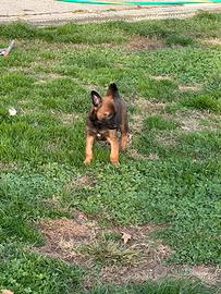 Cuccioli Pastore Belga malinois