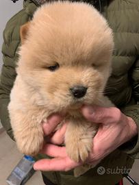 Cucciolo di Chow Chow