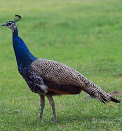 Pavone maschio giovane