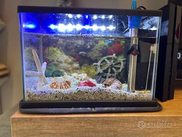 Acquario e betta splendens