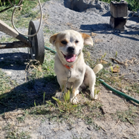 Cane di razza piccola