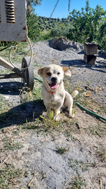 Cane di razza piccola