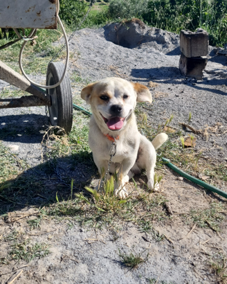 Cane di razza piccola