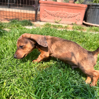 Cuccioli di bassotto nano