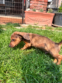 Cuccioli di bassotto nano