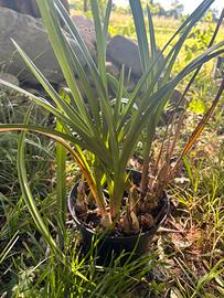 Orchidee cymbidium