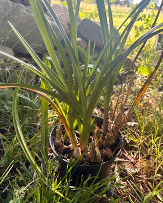 Orchidee cymbidium