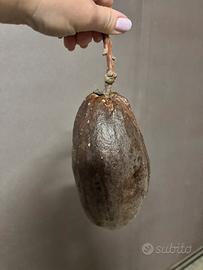 Frutto di Ceiba Speciosa