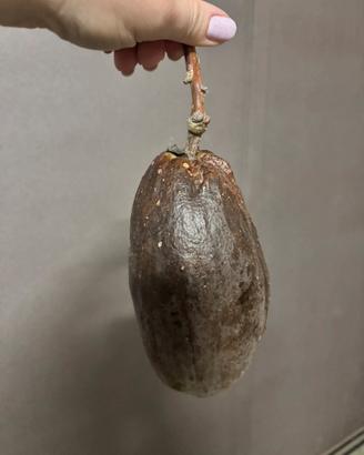 Frutto di Ceiba Speciosa
