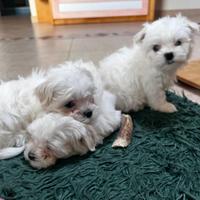 Cuccioli maltese