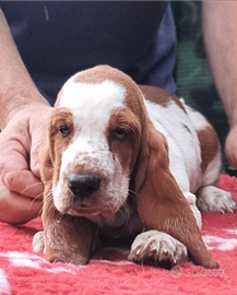 Bassethound cuccioli