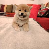 Shiba Inu femminuccia