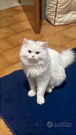 Gatti siberiano