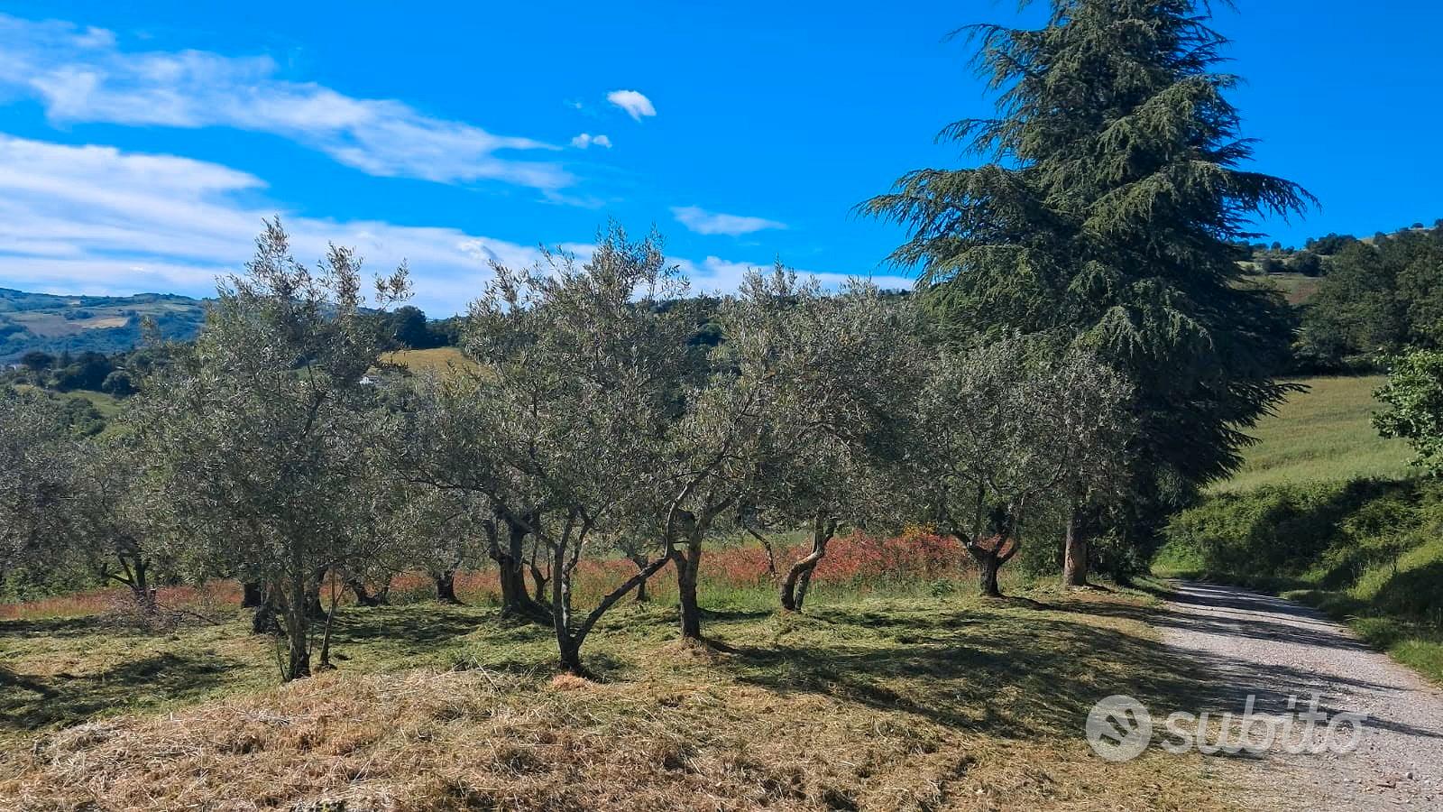 Vendita terreno agricolo - Vista 4