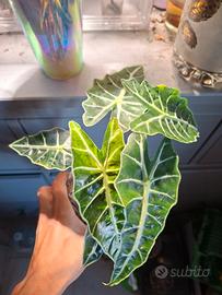 alocasia polly aurea cormi