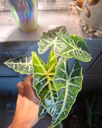 alocasia polly aurea cormi