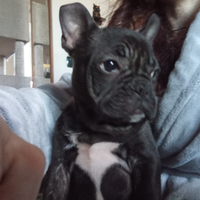 Ultimo cucciolo di Bulldog francese maschio