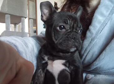 Ultimo cucciolo di Bulldog francese maschio
