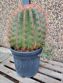 pianta  Ferocactus Pilosus