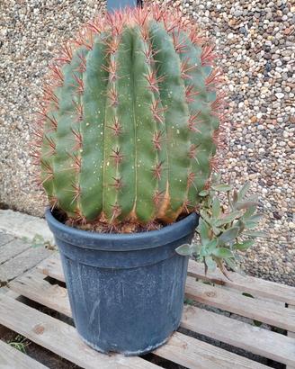 pianta  Ferocactus Pilosus