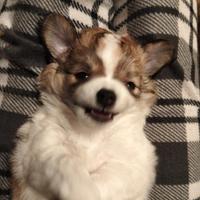Chihuahua maschio pelo lungo