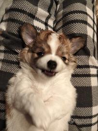 Chihuahua maschio pelo lungo