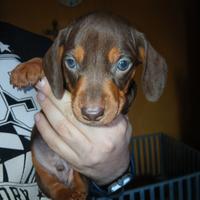 Bassotto tedesco cucciolo