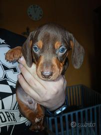 Bassotto tedesco cucciolo