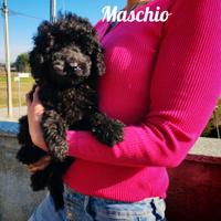 Barboncino nano nero