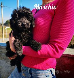 Barboncino nano nero