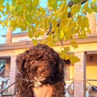 Cuccioli di Lagotto