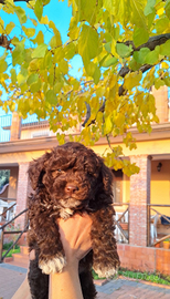 Cuccioli di Lagotto