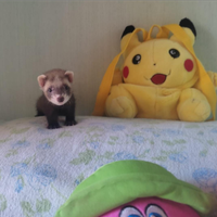 Cucciolotti di Furettini