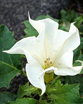 100 semi Datura Stramonium fiori