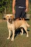 labrador-femminuccia-di-2-anni-rimborso-spese