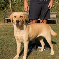 Labrador femminuccia di 2 anni rimborso spese