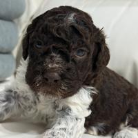 Lagotto romagnolo