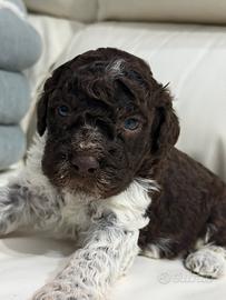 Lagotto romagnolo