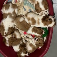 Cavalier King Pedegree Enci. ULTIMO