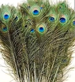 Piume di pavone blu