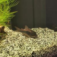 Pesci tropicali corydoras aenus e paleatus