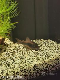 Pesci tropicali corydoras aenus e paleatus