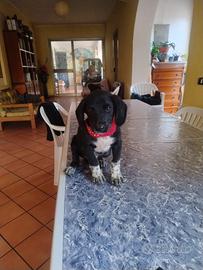 Cagnolino 