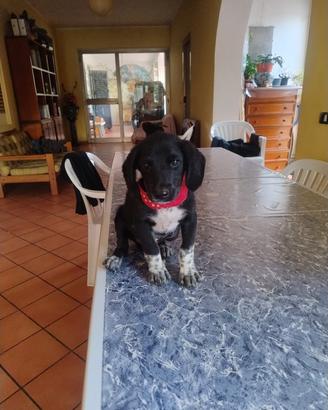 Cagnolino 