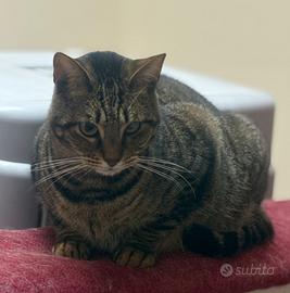 Ettore gatto 2/3 anni